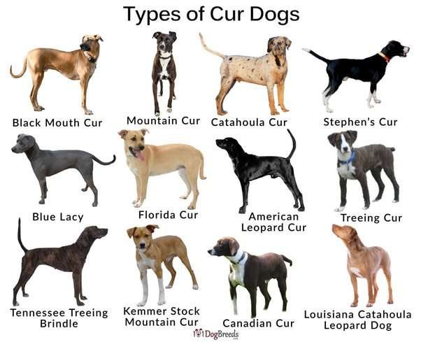 Medieval Guard Dog Breeds  