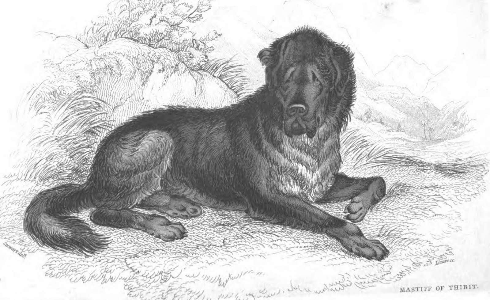 Medieval Guard Dog Breeds  