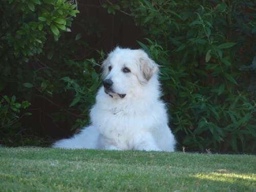 Hypoallergenic Guard Dog Breeds  