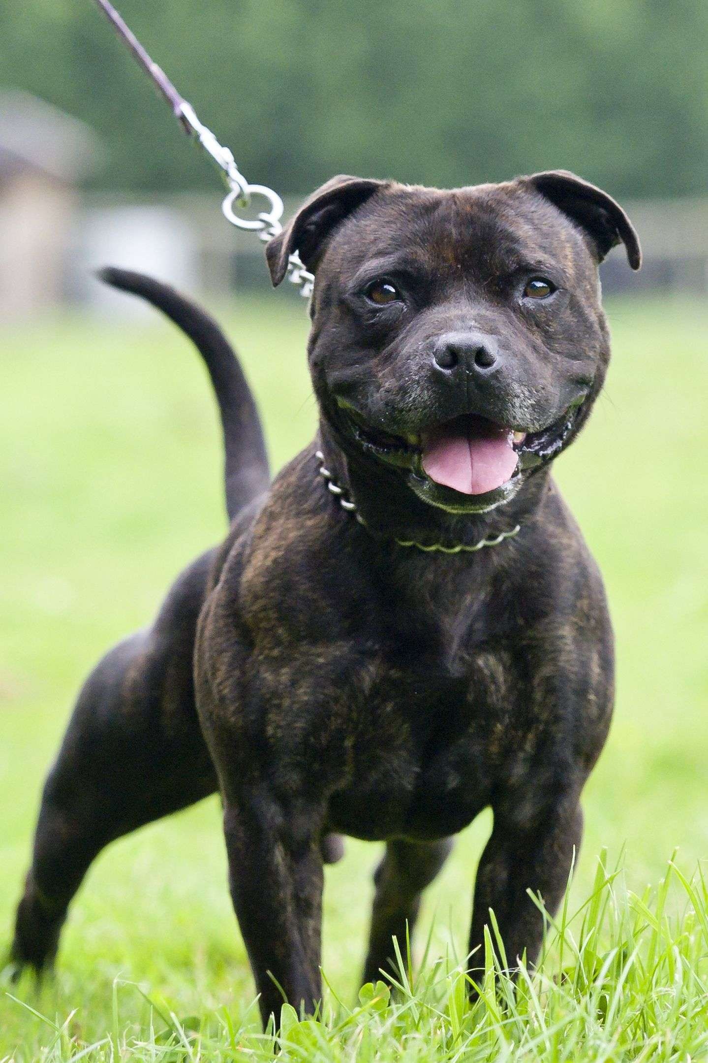 Short-Haired Guard Dog Breeds  