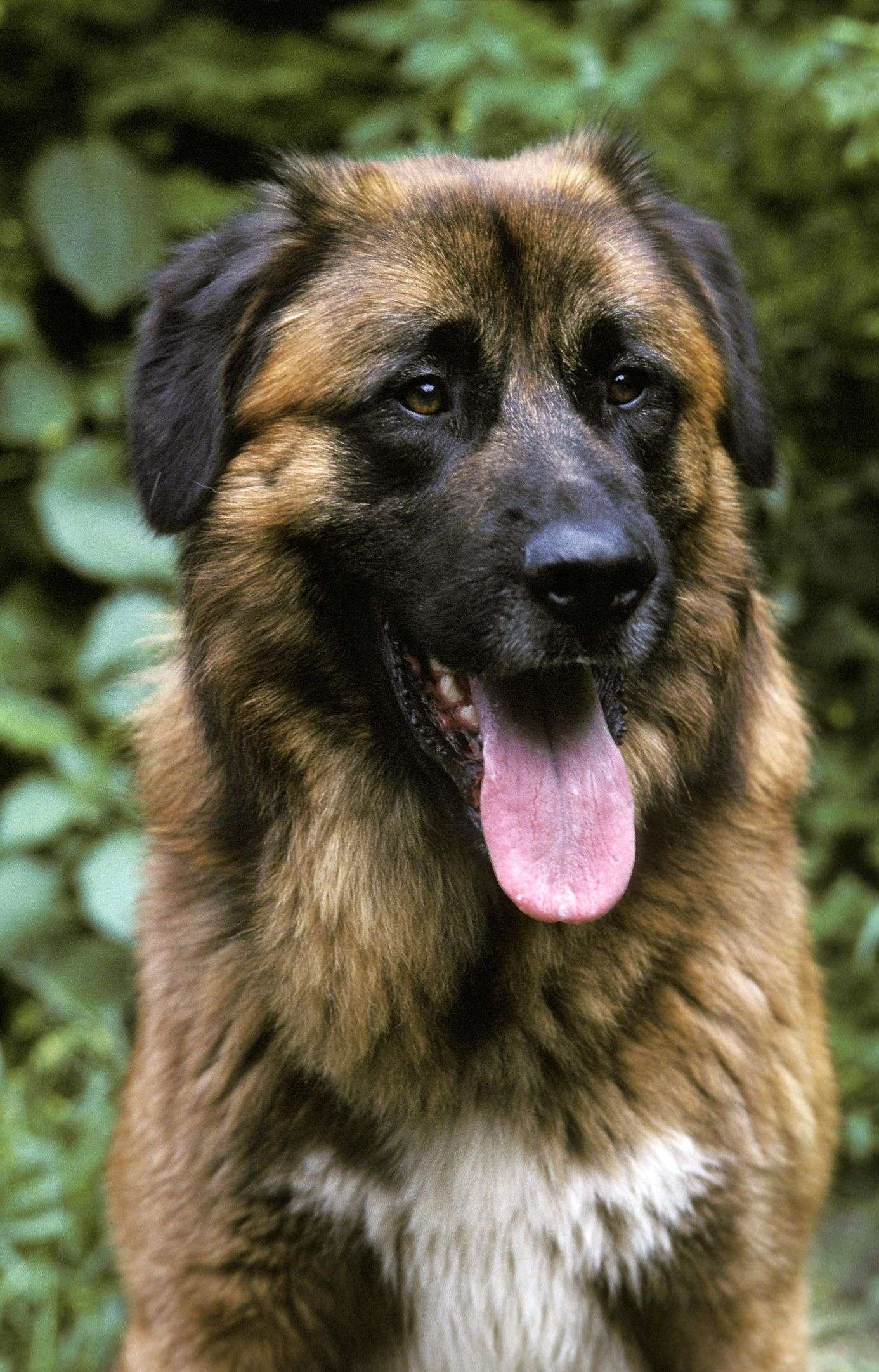 Outdoor Mountain Guard Dog Breeds  