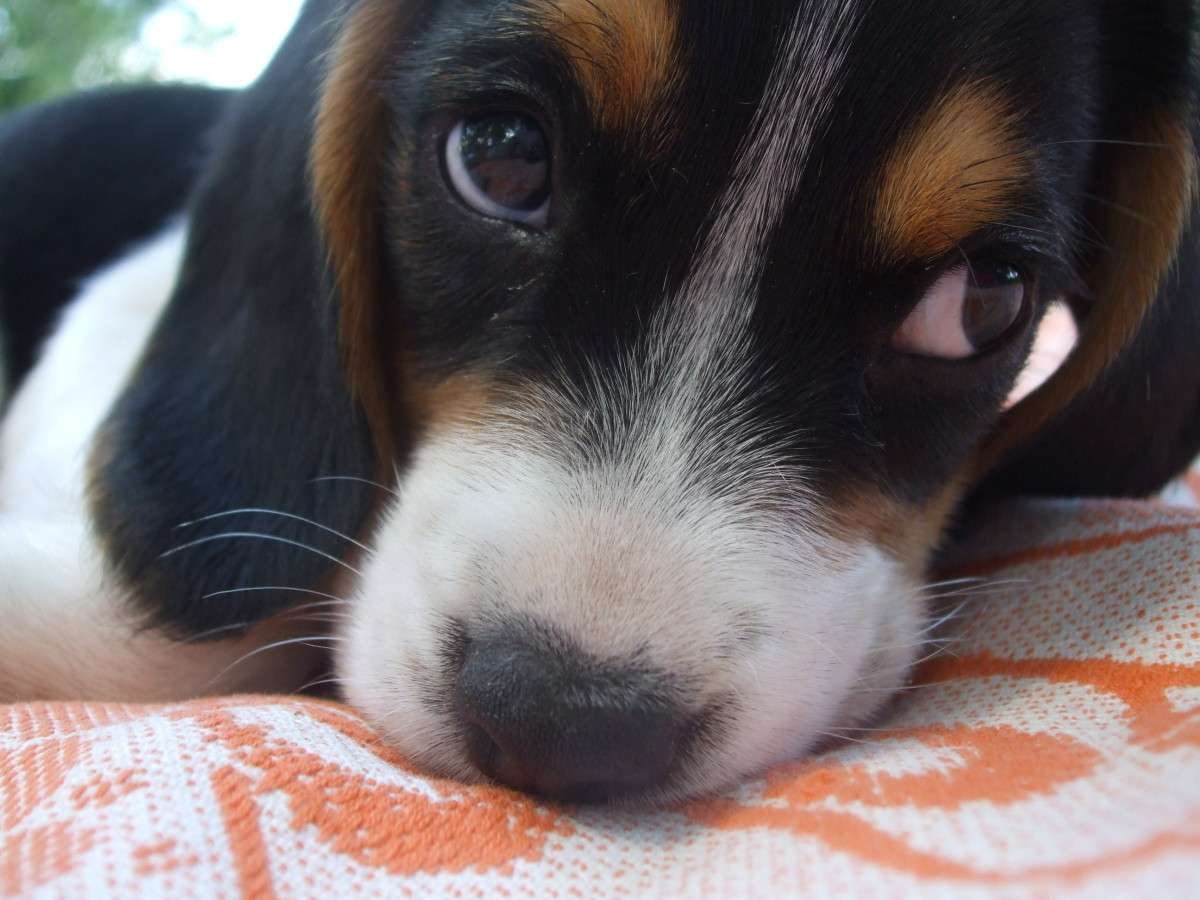 Small Dog Breeds for Young Families  