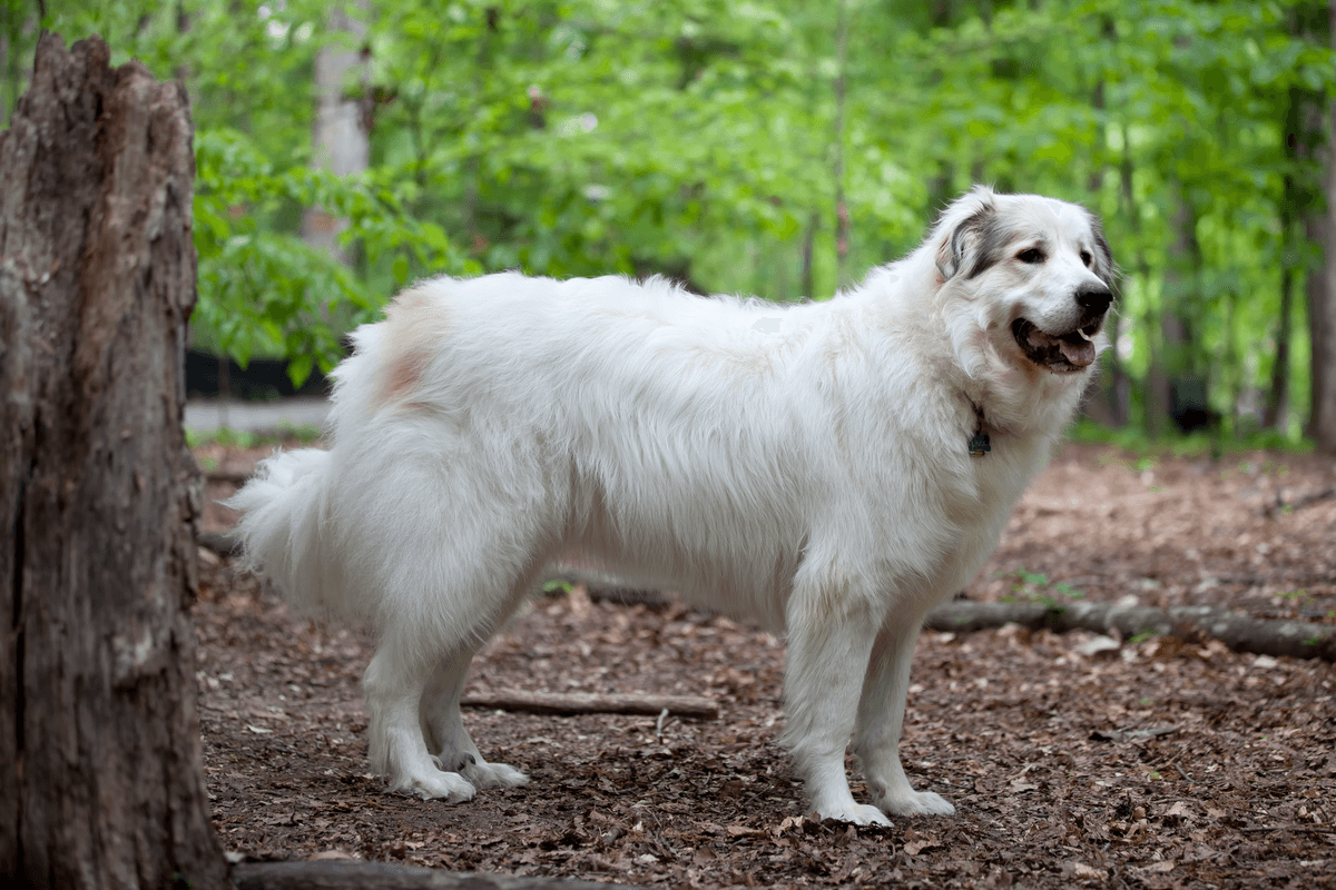 Guard Dog Breeds White  