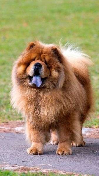 Chow Chow Guard Dog Breeds  