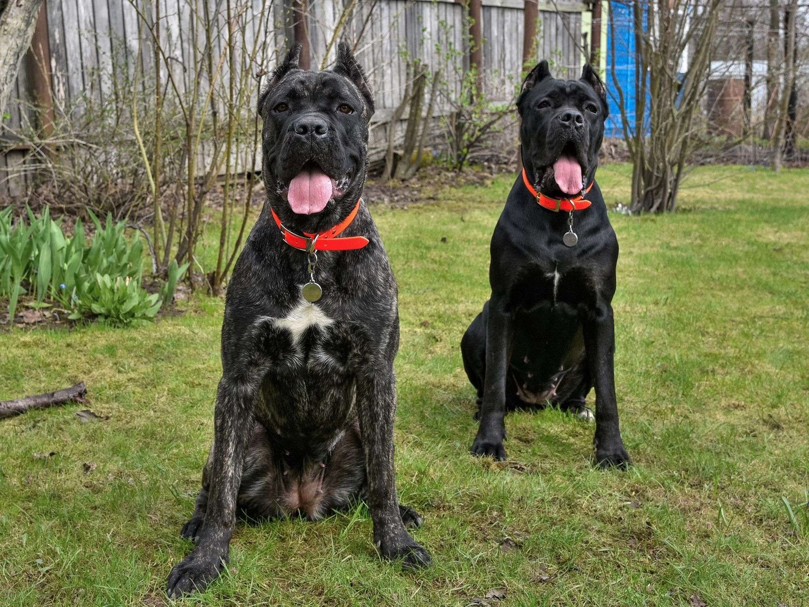 Easily Trainable Guard Dog Breeds  