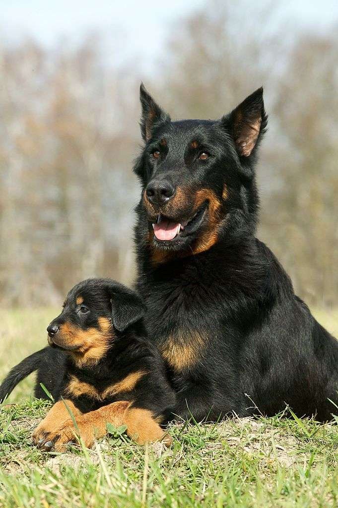 Friendly Guard Dog Breeds  