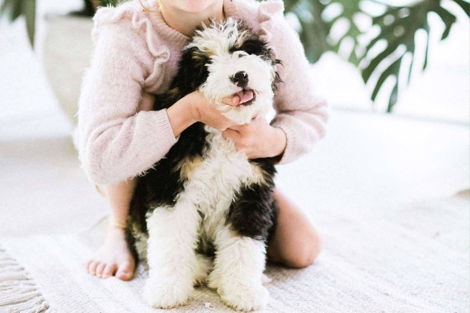 Small Dog Breeds for Kids With Allergies  