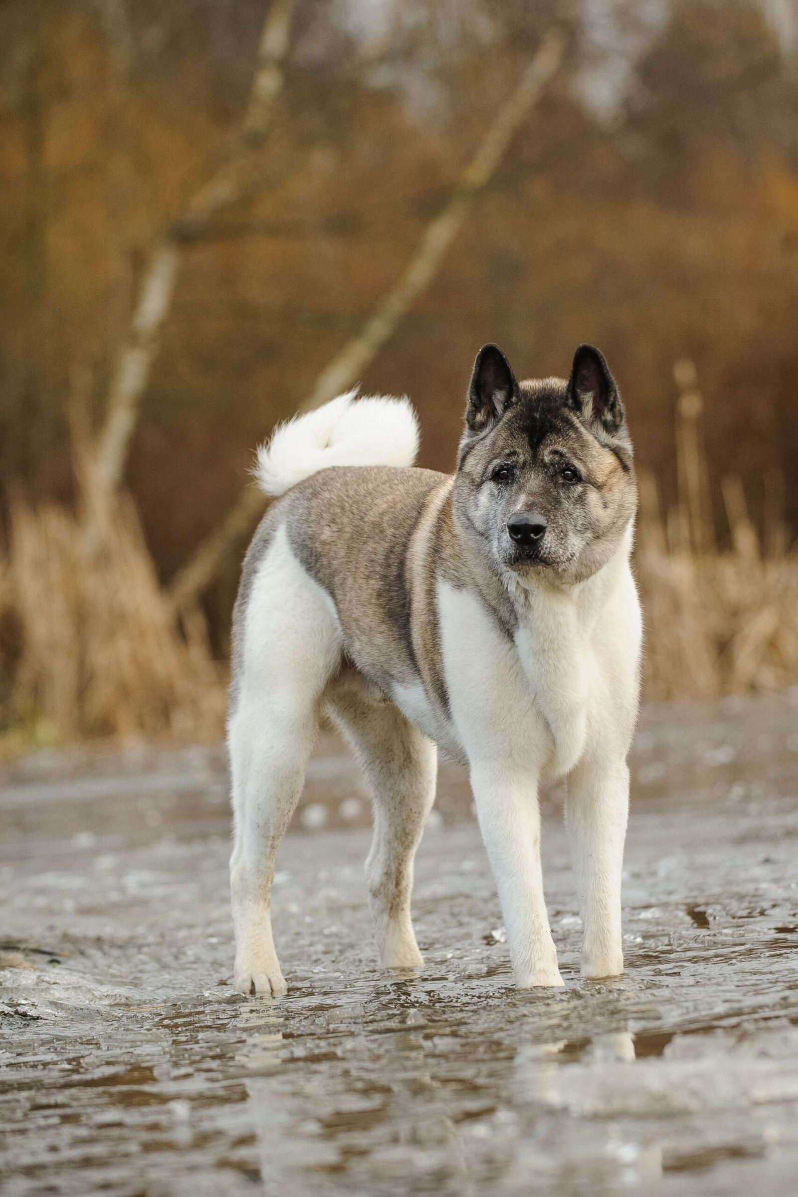 Fluffy Guard Dog Breeds  