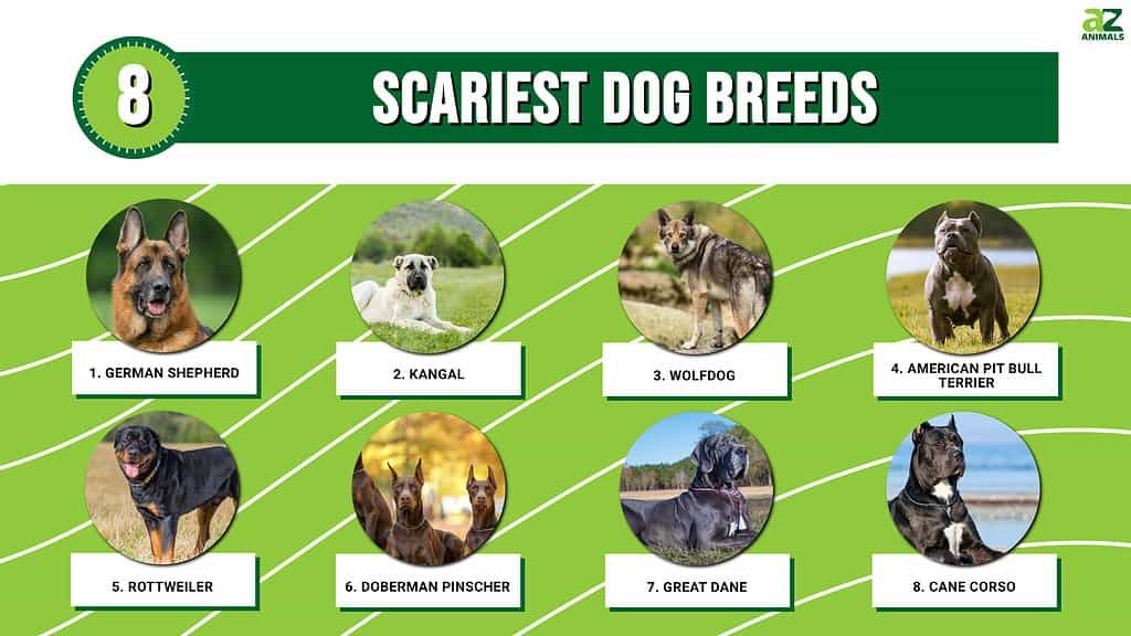 Dangerous Guard Dog Breeds  