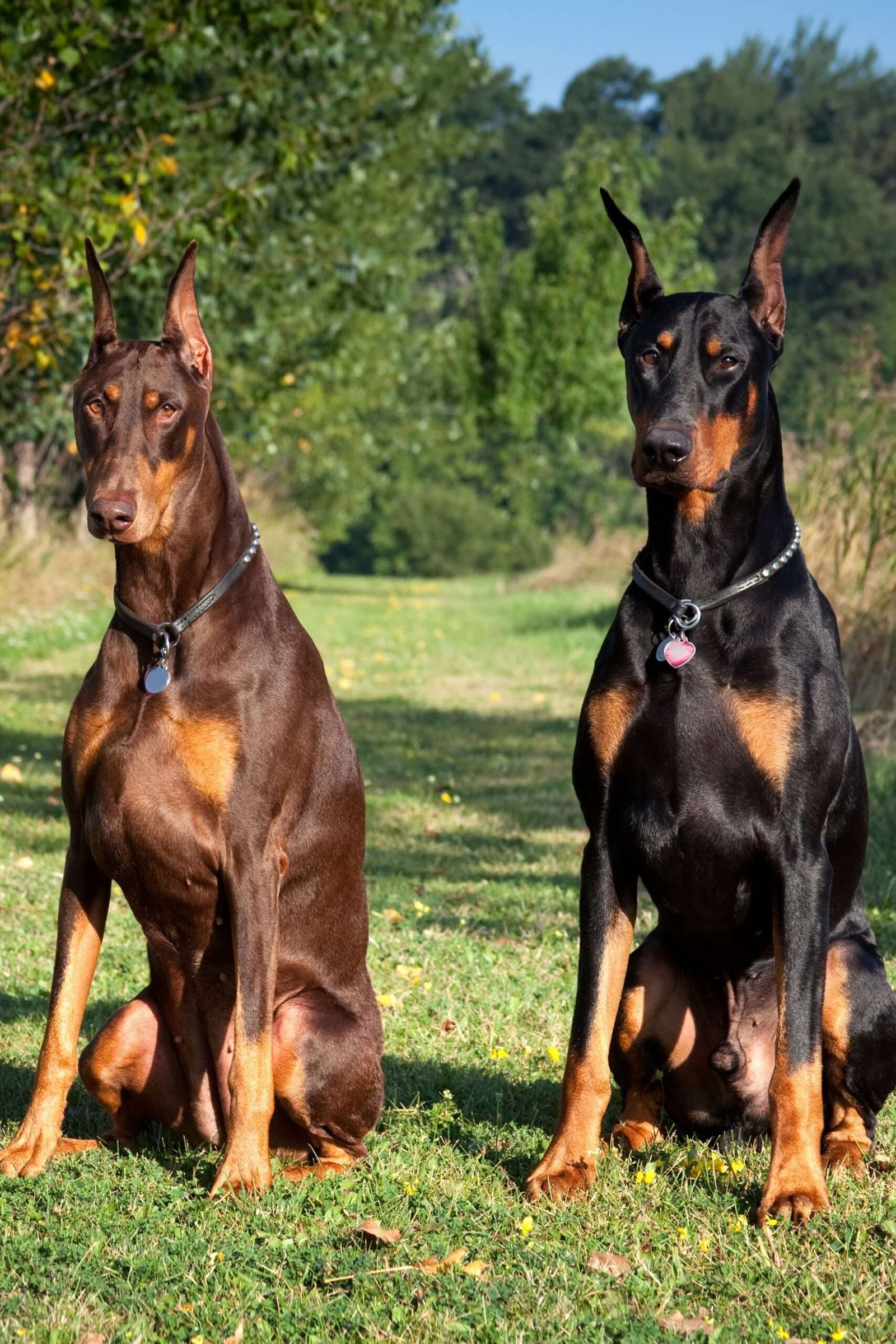 Dangerous Guard Dog Breeds  