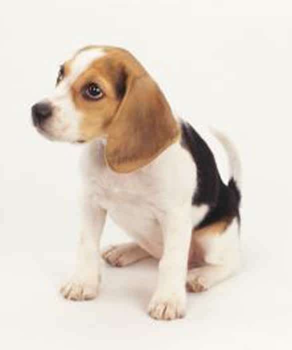 Small Dog Breeds for Family Pets  