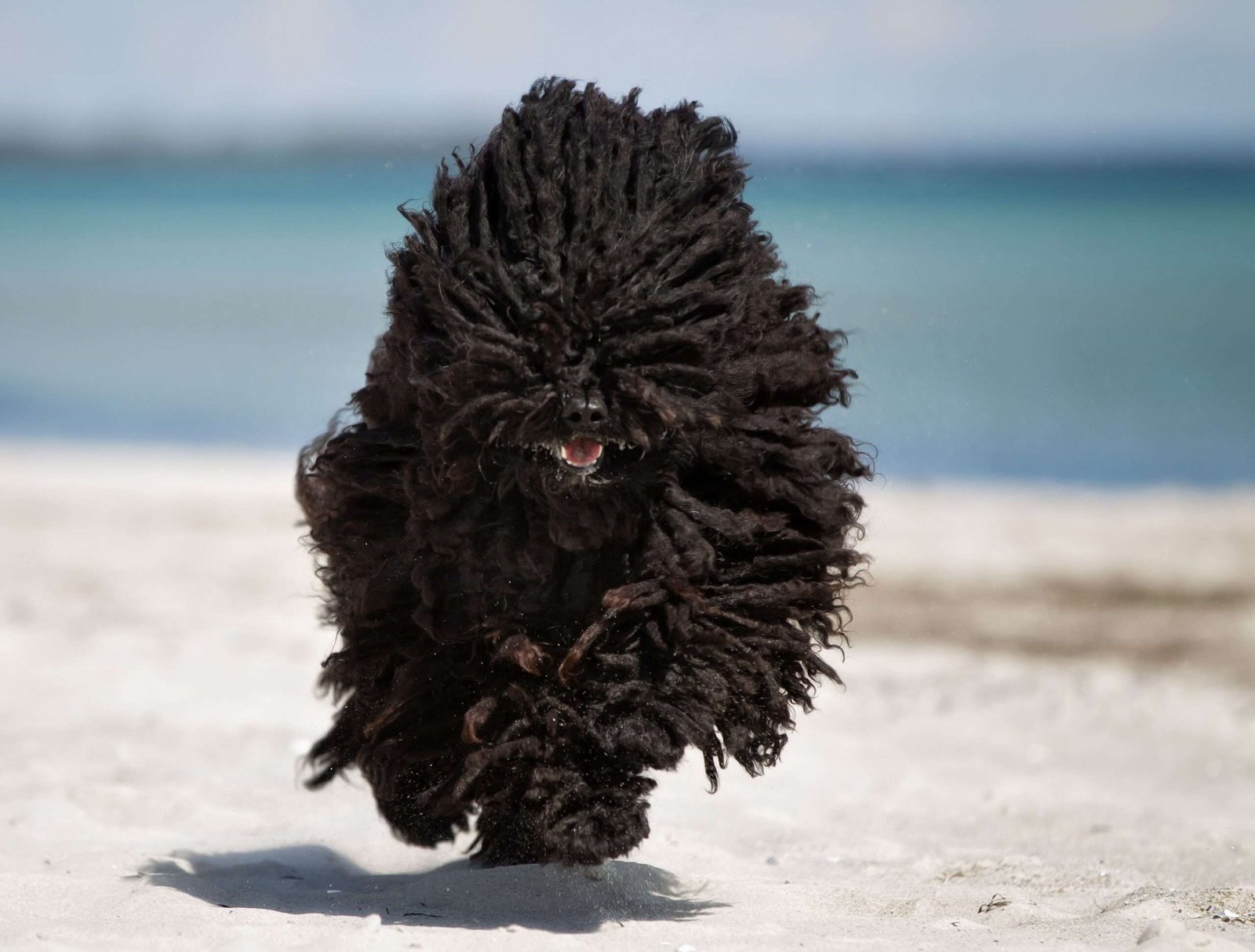 Cute Guard Dog Breeds  