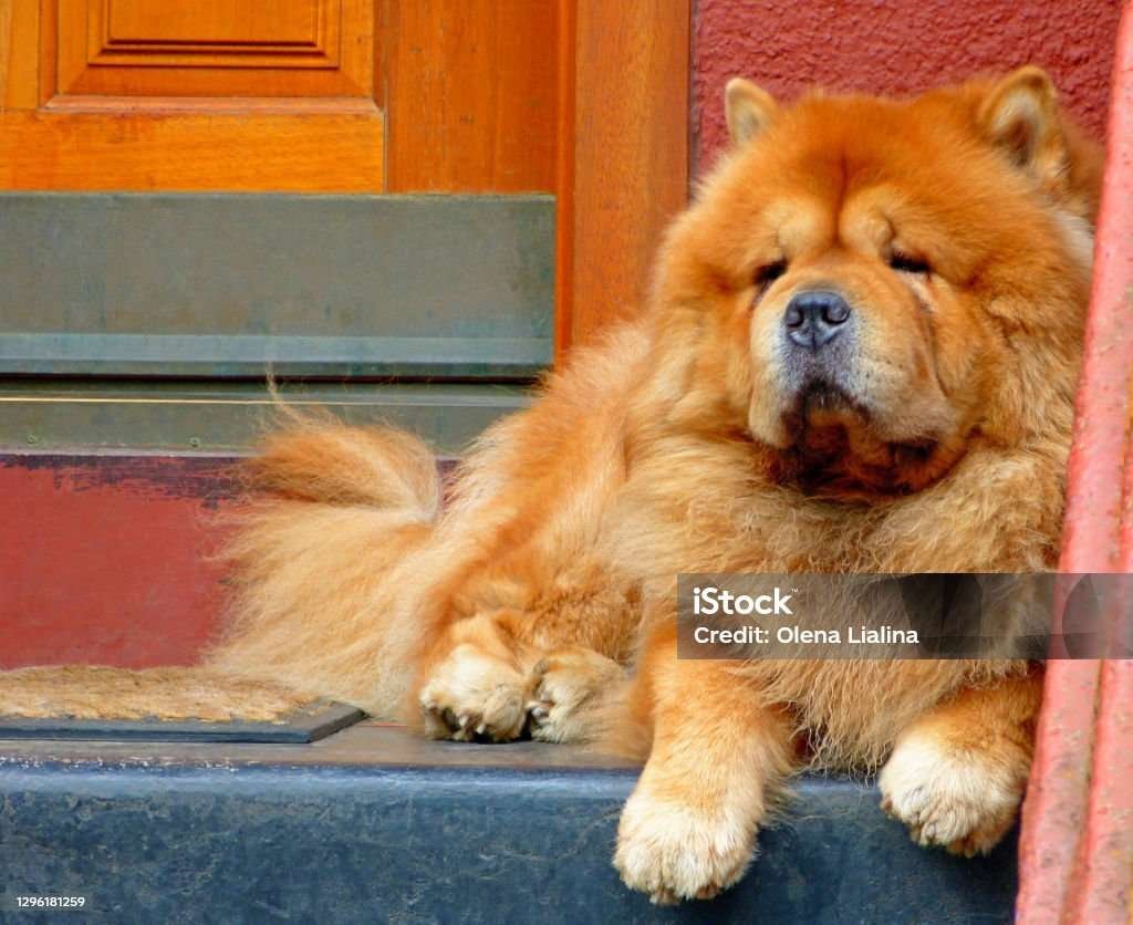 Oldest Guard Dog Breeds  