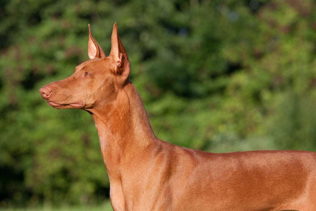Oldest Guard Dog Breeds  
