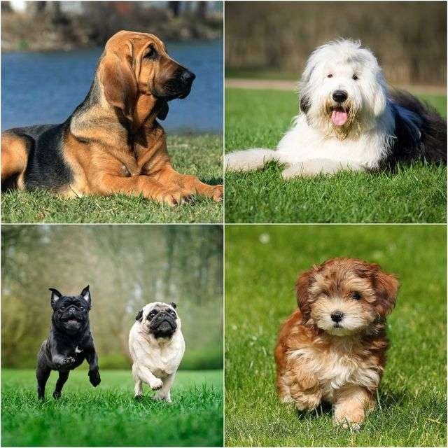 Terrible Guard Dog Breeds  