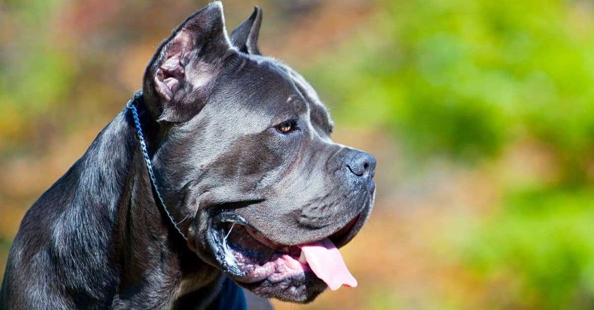 Scary Guard Dog Breeds  
