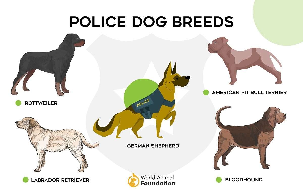 Military Guard Dog Breeds  