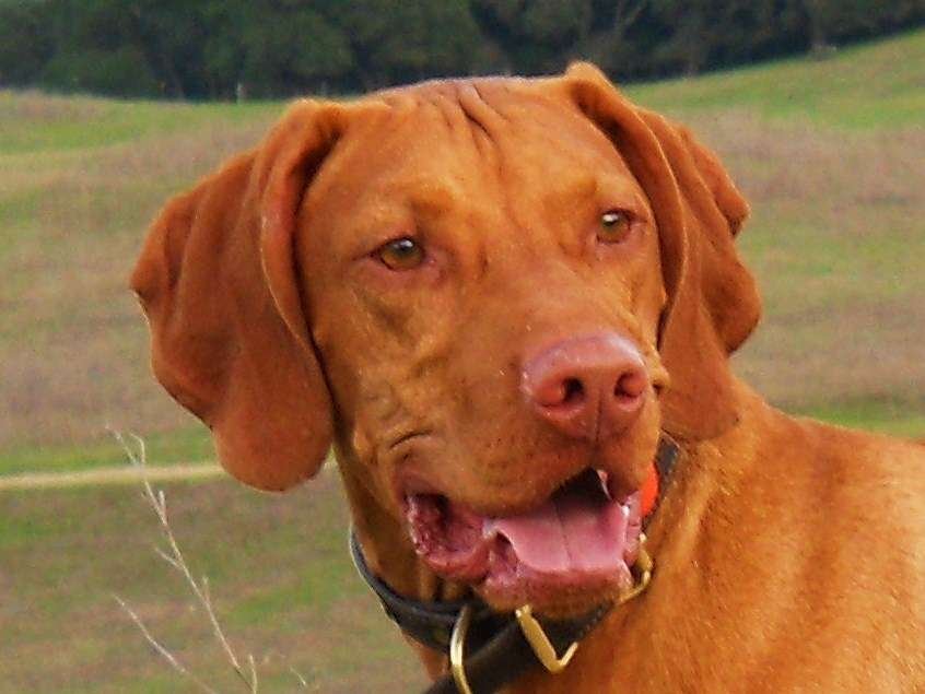 Vizsla Guard Dog Breeds  