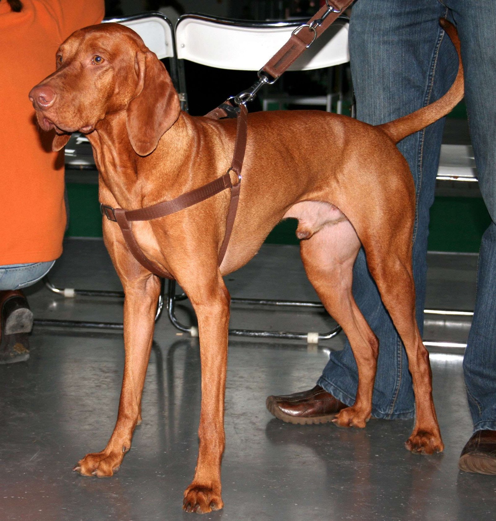 Vizsla Guard Dog Breeds  