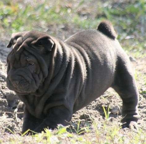 Medium Size Guard Dog Breeds  