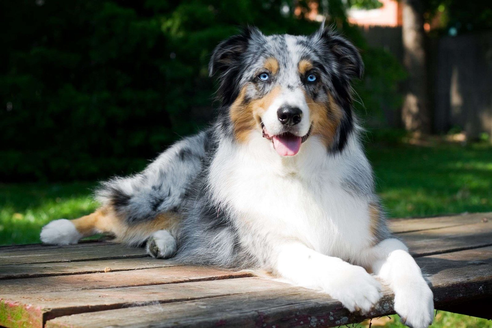 Medium Size Guard Dog Breeds  