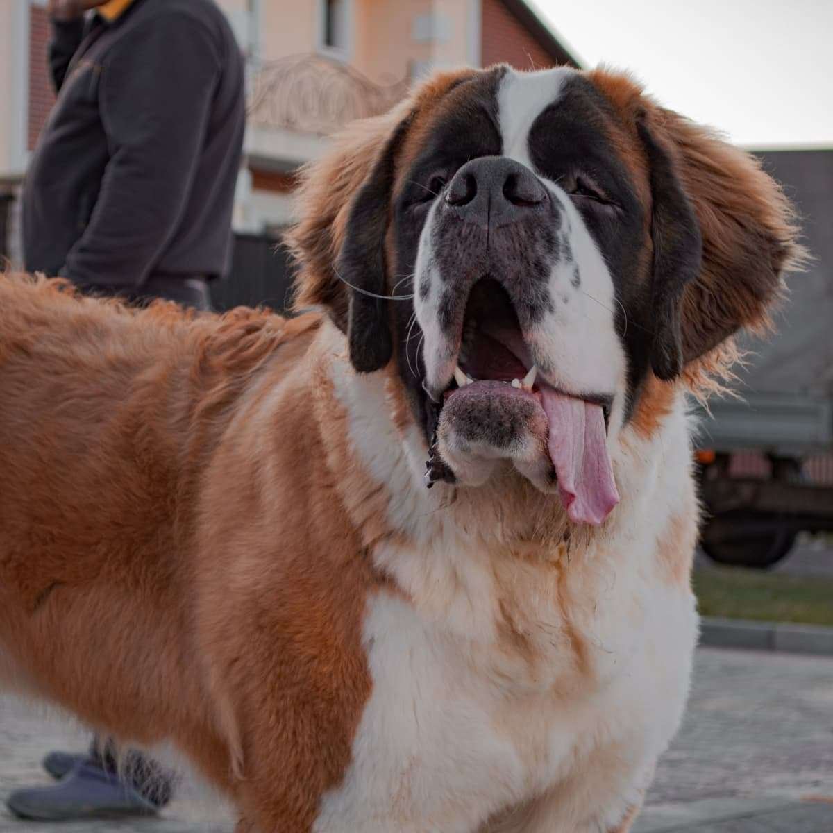 Lazy Guard Dog Breeds  