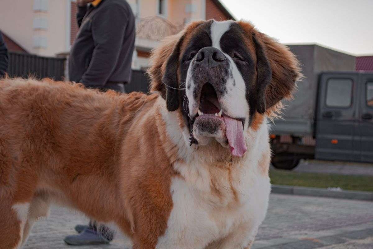 Lazy Guard Dog Breeds  