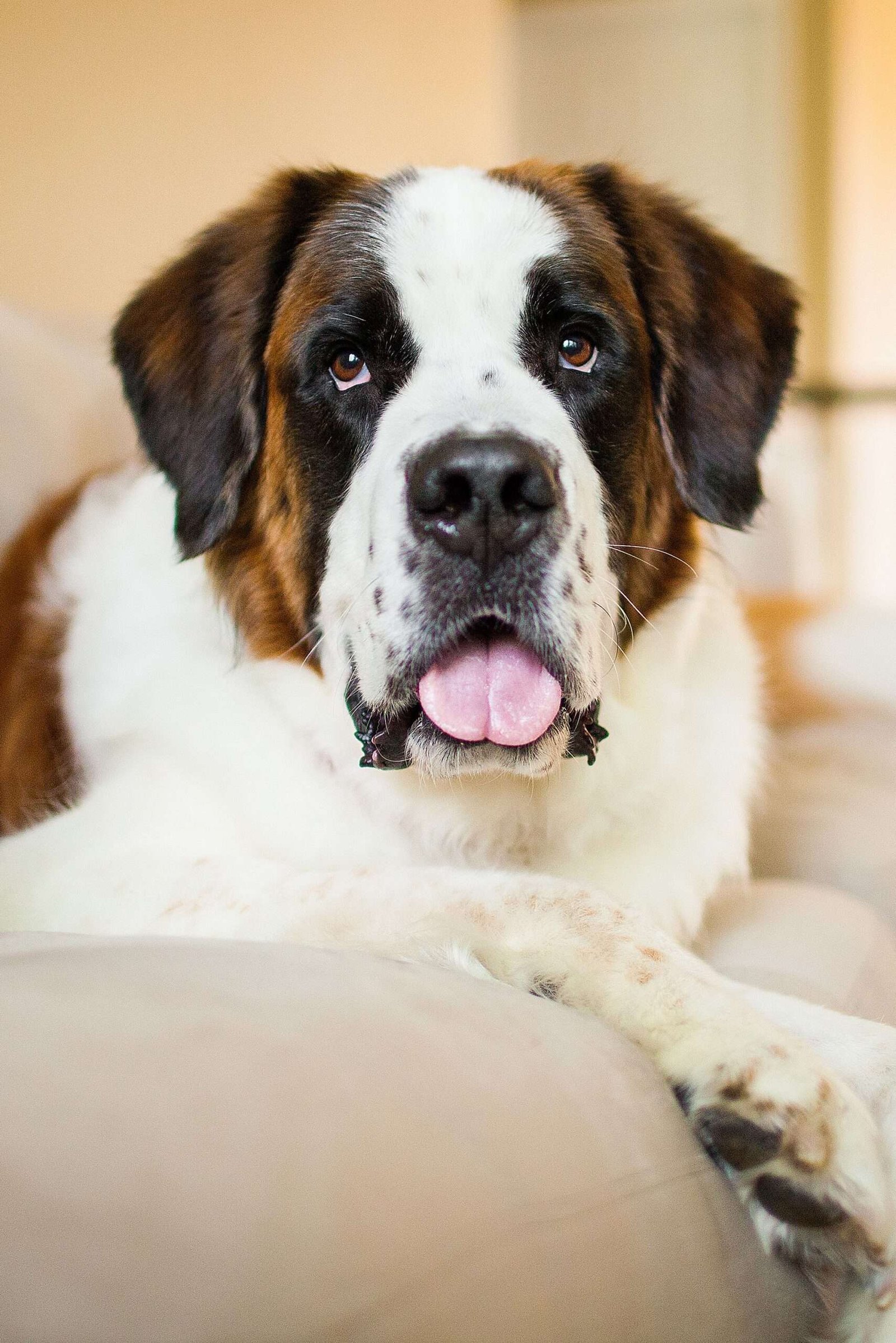 Lazy Guard Dog Breeds  