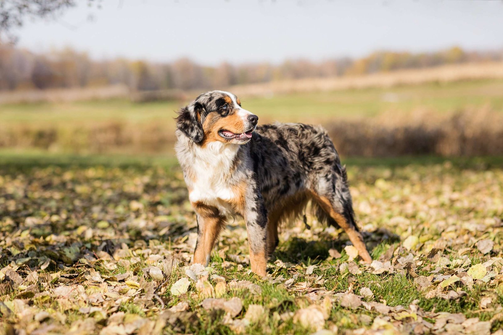Hiking Guard Dog Breeds  