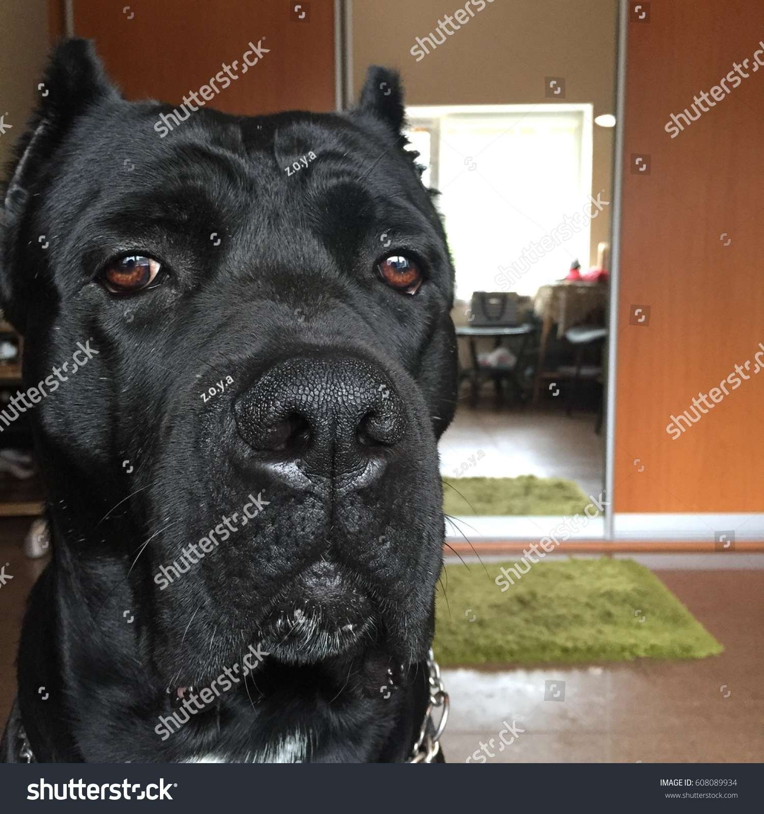 Large Black Guard Dog Breeds  