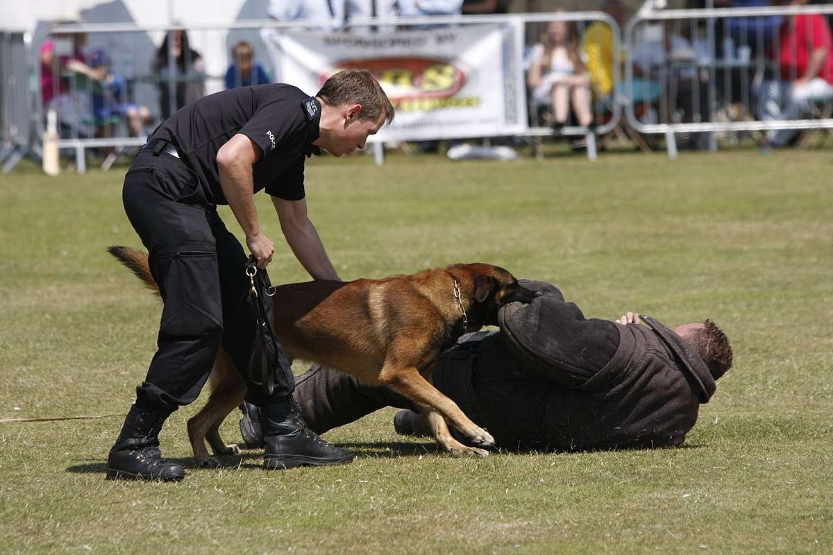 Police Guard Dog Breeds  