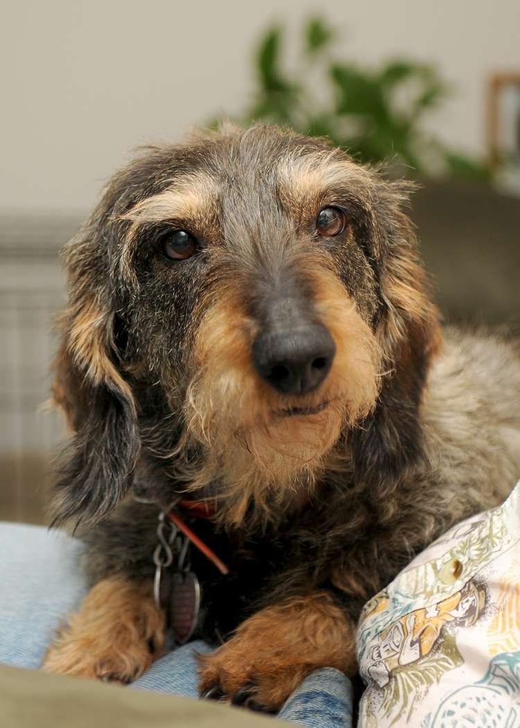 Small Dog Breeds for Tracking  