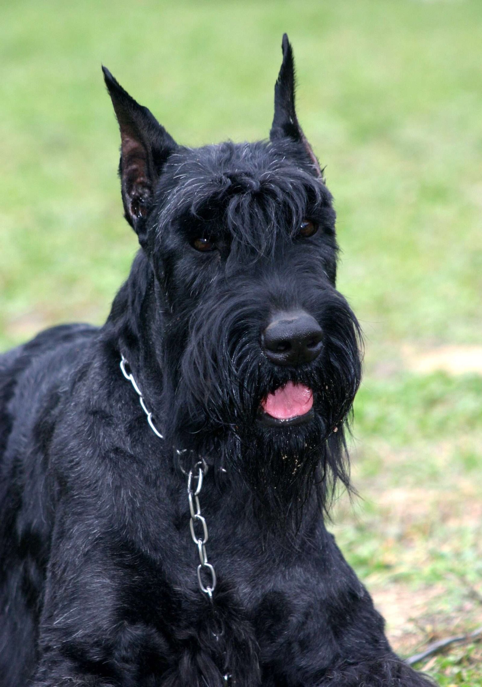Large Guard Dog Breeds That Don'T Shed  