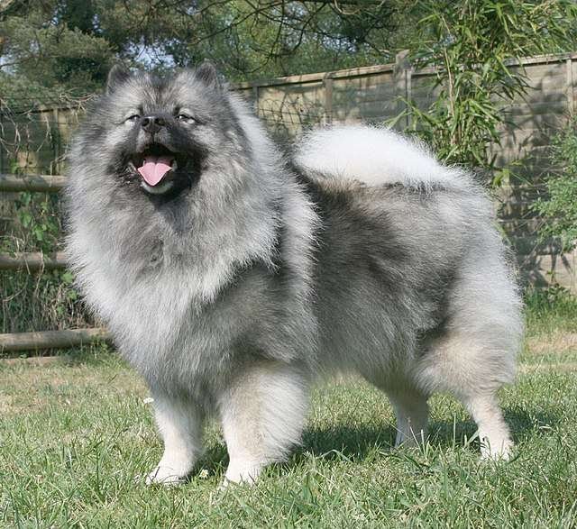Keeshond Guard Dog Breeds  