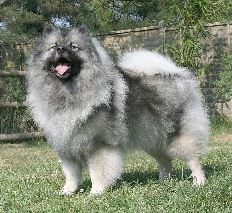 Keeshond Guard Dog Breeds  