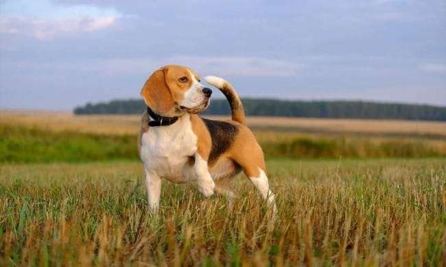 Small Dog Breeds for Hunting  