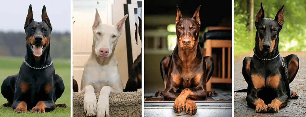 Doberman Pinscher Guard Dog Breeds  