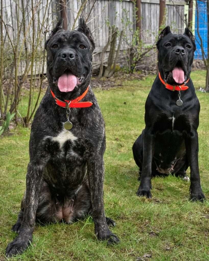 Independent Guard Dog Breeds