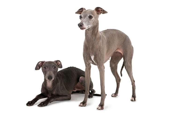 Italian Greyhound Info, Temperament, Life Expectancy, Size, Puppies, Pictures