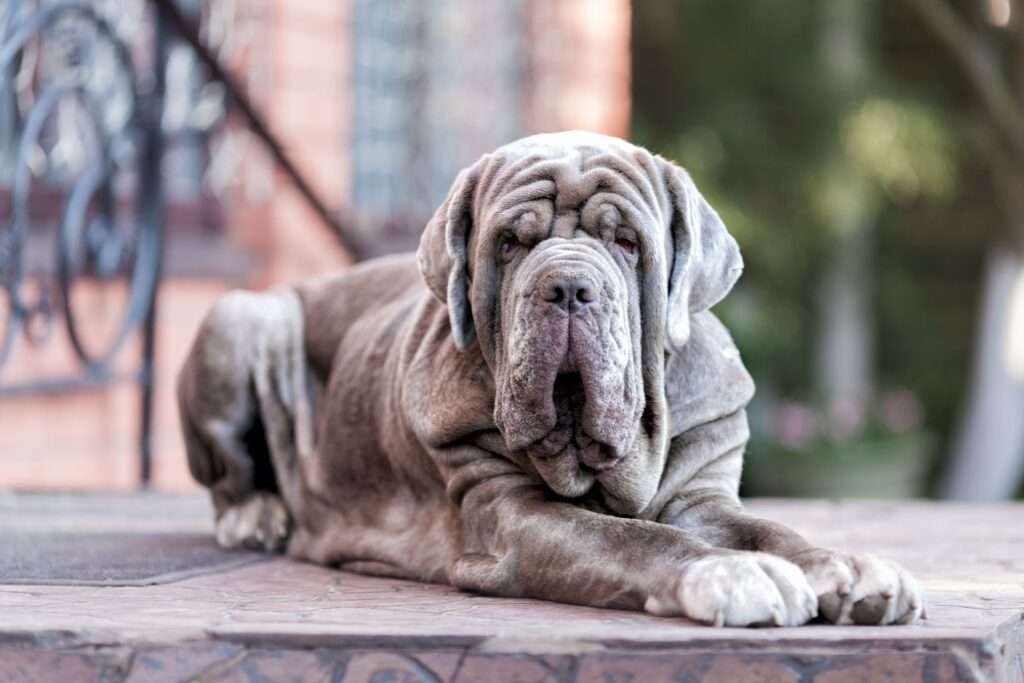 Italian Guard Dog Breeds