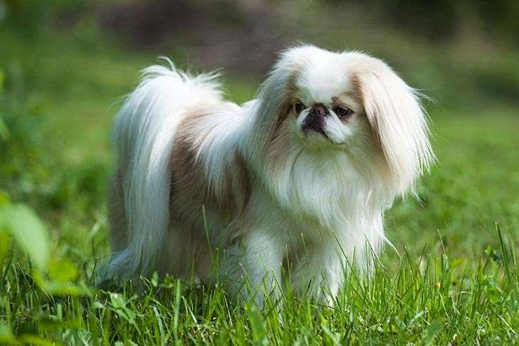 Japanese Chin Info, Temperament, Life Expectancy, Size, Puppies, Pictures