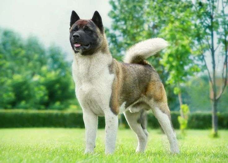 Japanese Guard Dog Breeds