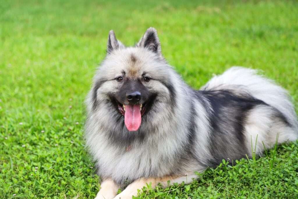 Keeshond Guard Dog Breeds