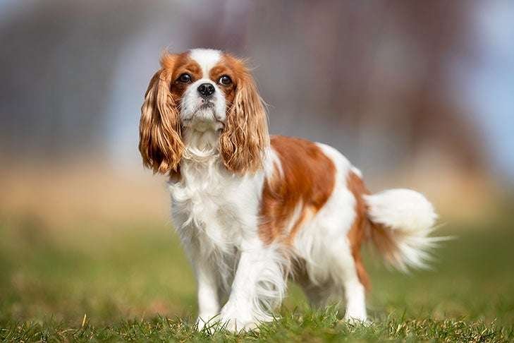 King Charles Spaniel Info, Temperament, Life Expectancy, Size, Puppies, Pictures