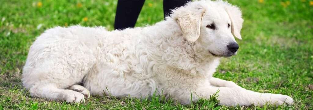 Kuvasz Guard Dog Breeds