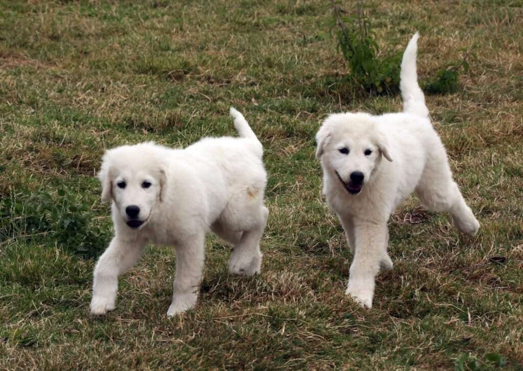 Kuvasz Guard Dog Breeds Uk