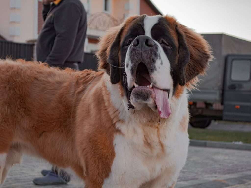 Laid Back Guard Dog Breeds
