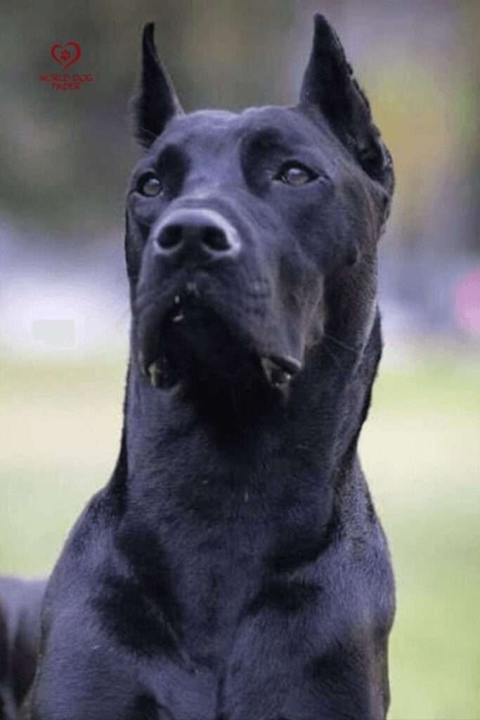 Large Black Guard Dog Breeds