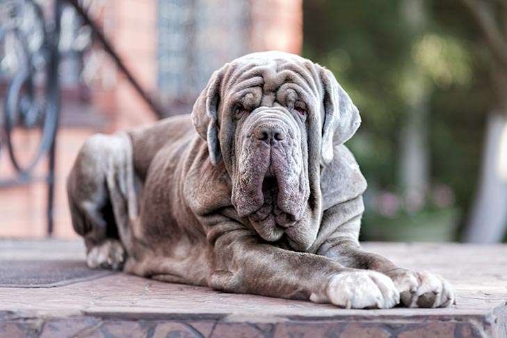 Large Guard Dog Breeds Mastiff