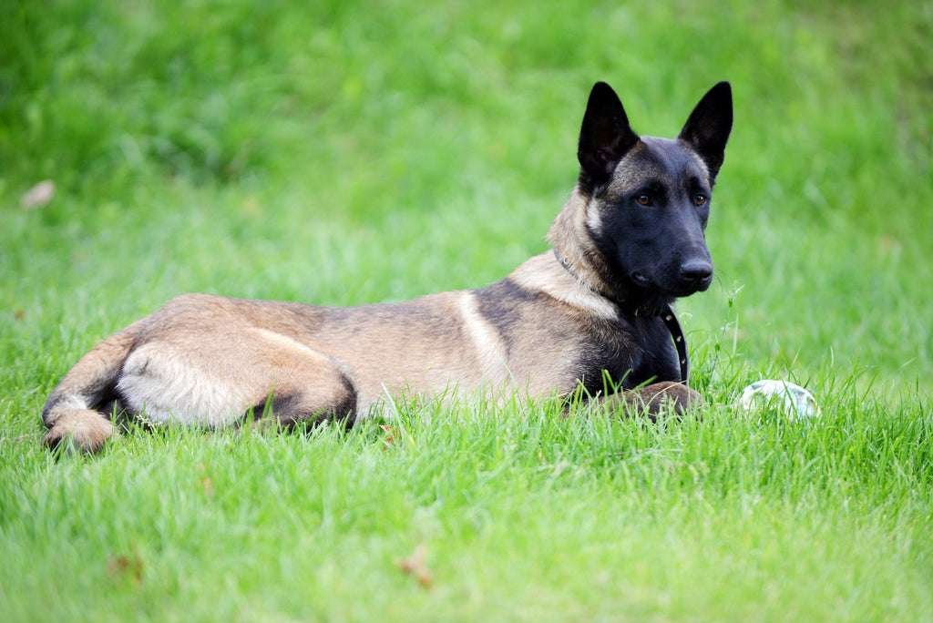 Large Guard Dog Breeds That Don'T Shed